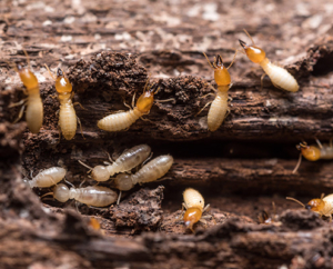 Termite Inspections