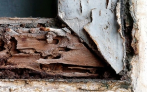 Termite Inspections